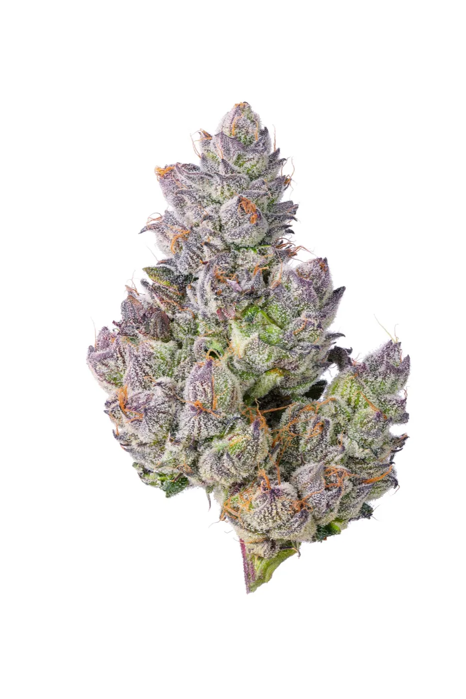 Single-cultivar cannabis bud grown for solventless extraction